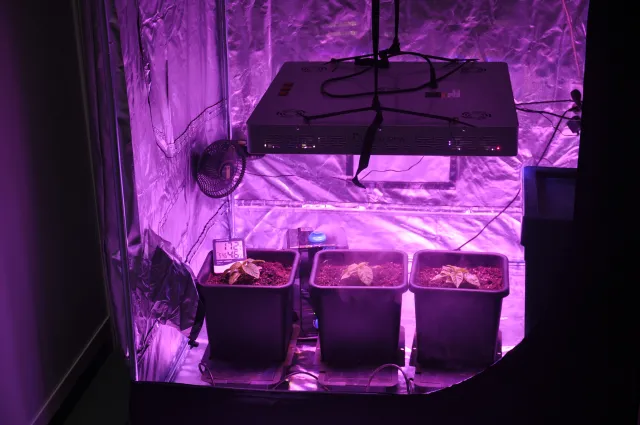 Targi konopne w Warszawie, czyli "matka medycznej marihuany", walka z mitami i... tysiące zwiedzających