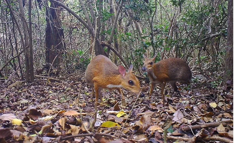 Kanczyl srebrnogrzbiety