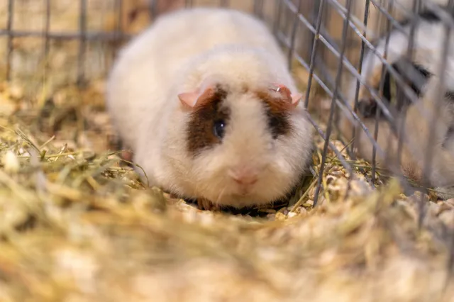 16-letni Nikodem stworzył azyl dla zwierząt. Ktoś je wszystkie bestialsko pozabijał