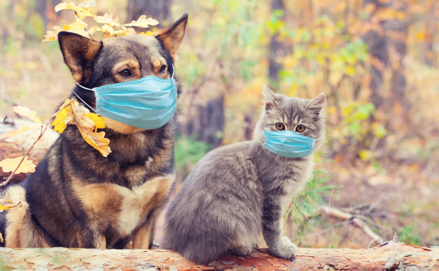 Psy i koty mogą zarażać się koronawirusem od człowieka. Wyniki badań