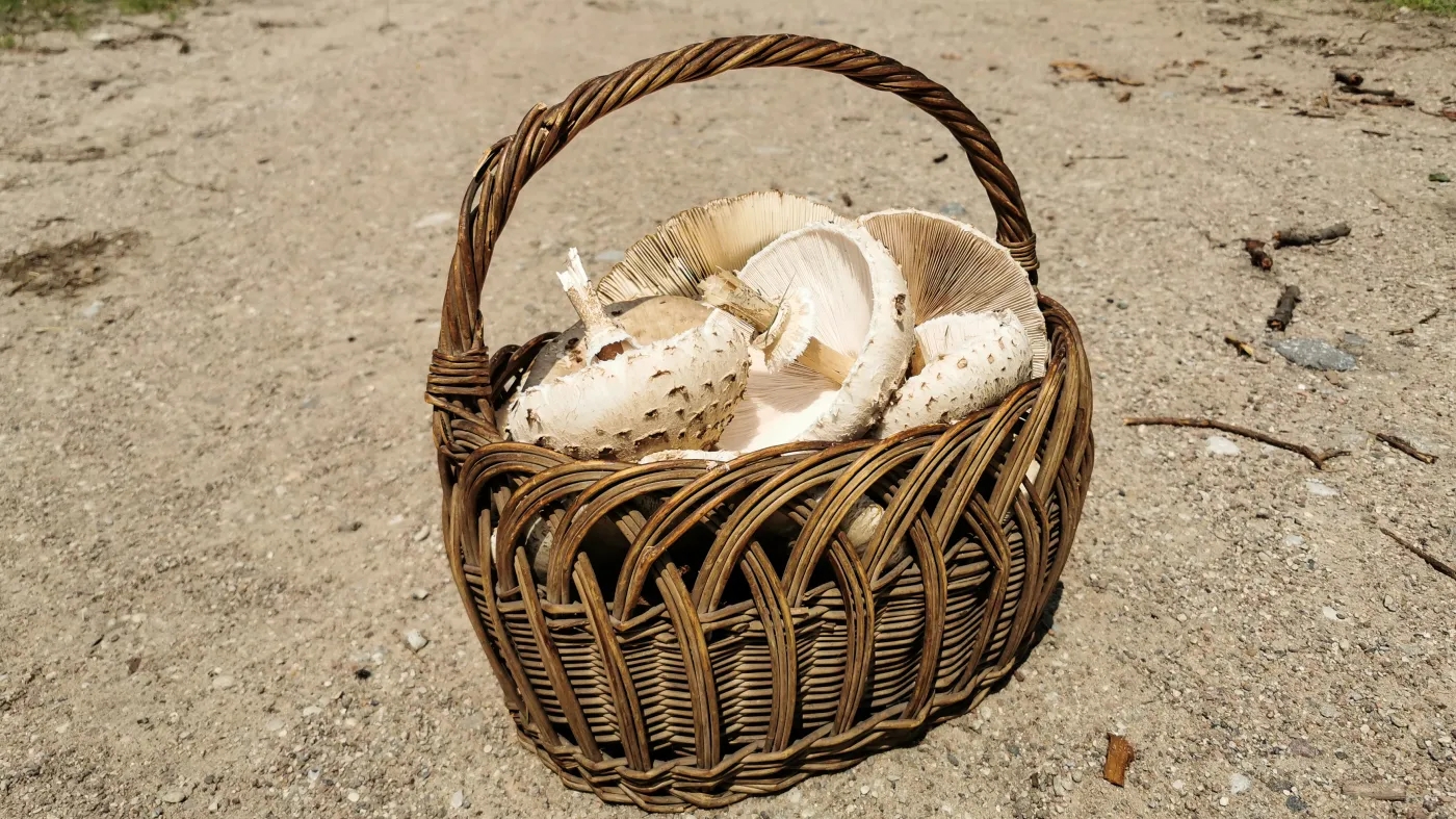 Nietypowe grzyby w polskich lasach