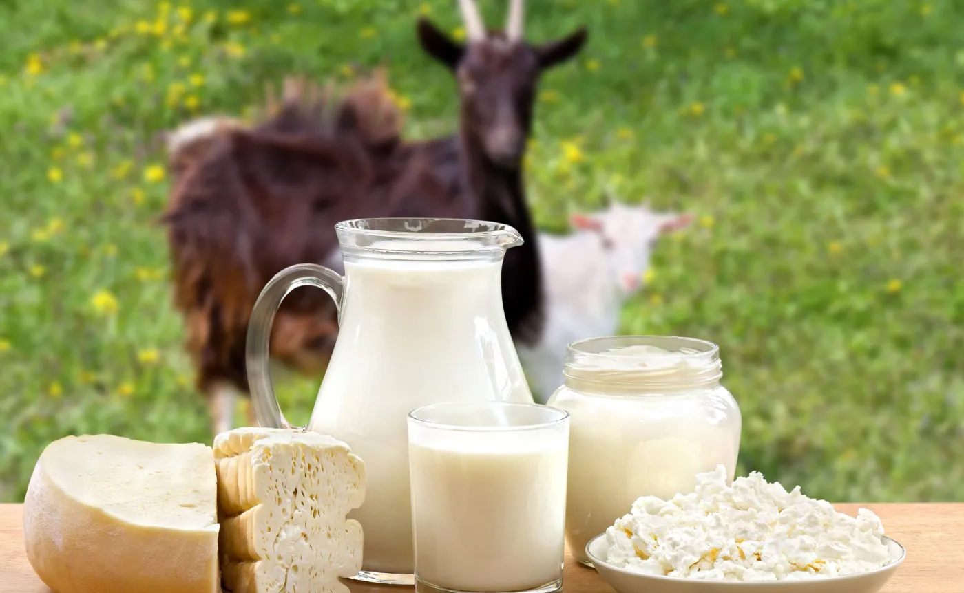 Produkty z mleka koziego – dla kogo są najlepsze?