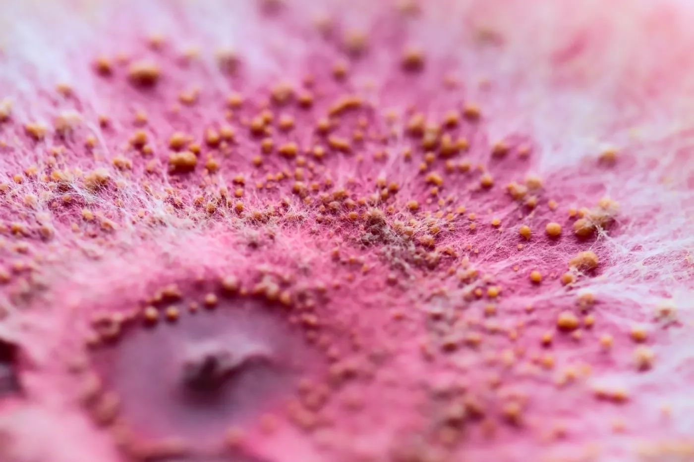 Grzyby z Wrocławia trafiły w kosmos. To nie żart, a cel badań jest poważny