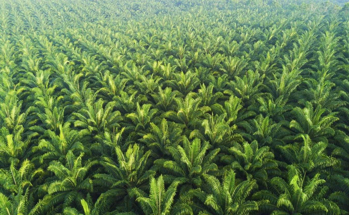 Indonezja zakazuje eksportu oleju palmowego. Będzie globalny wzrost cen