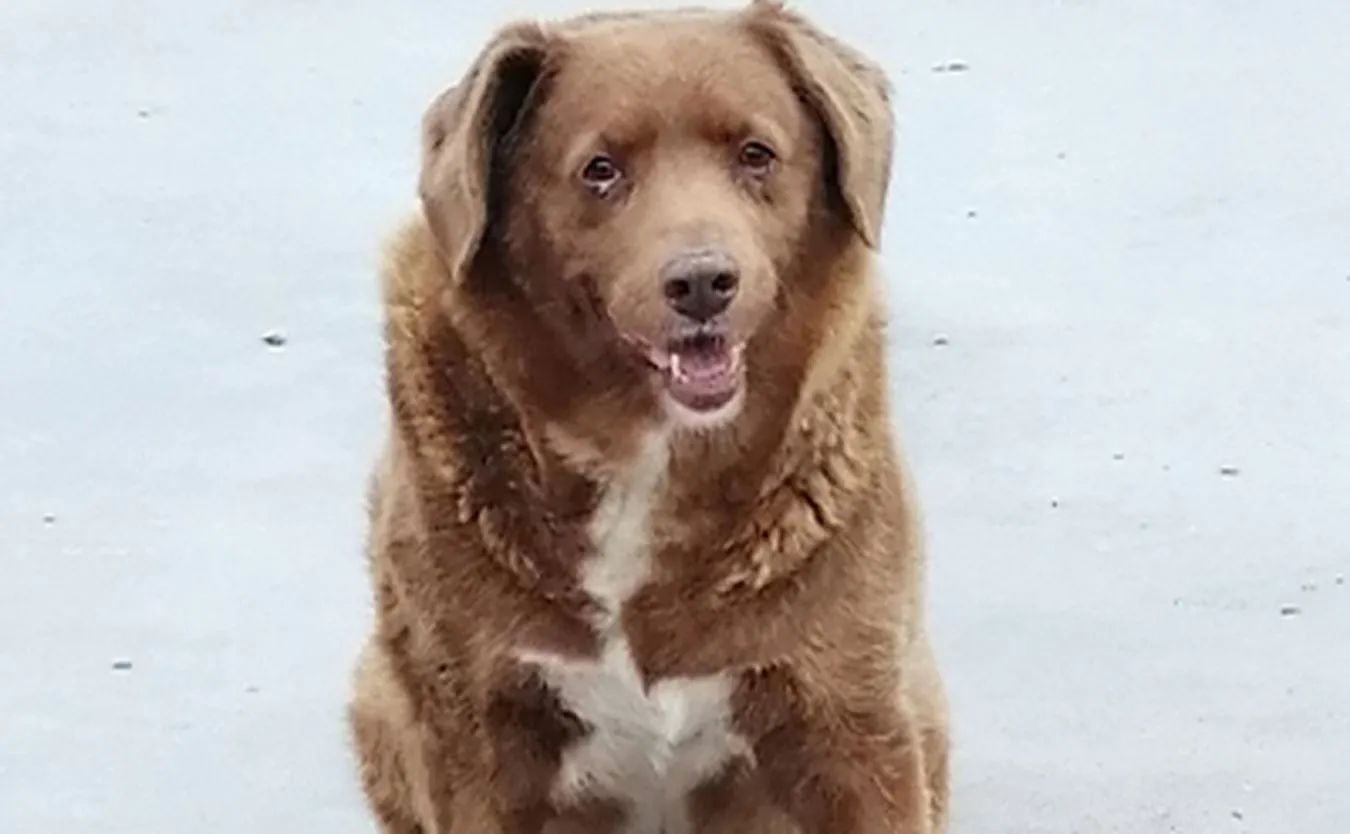 Jest psim milenialsem i właśnie pobił rekord Guinnessa