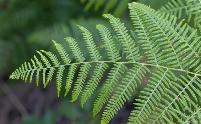 Ekstrakty z paproci i nawłoci powstrzymują wirusa SARS-CoV-2