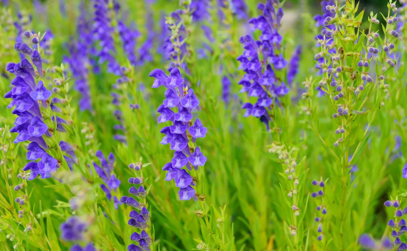 Tarczyca bajkalska, Scutellaria baicalensis