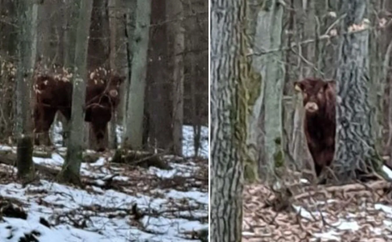 Młody byk uciekł gospodarzowi. Grasuje gdzieś po lasach. "Nie należy do niego podchodzić"