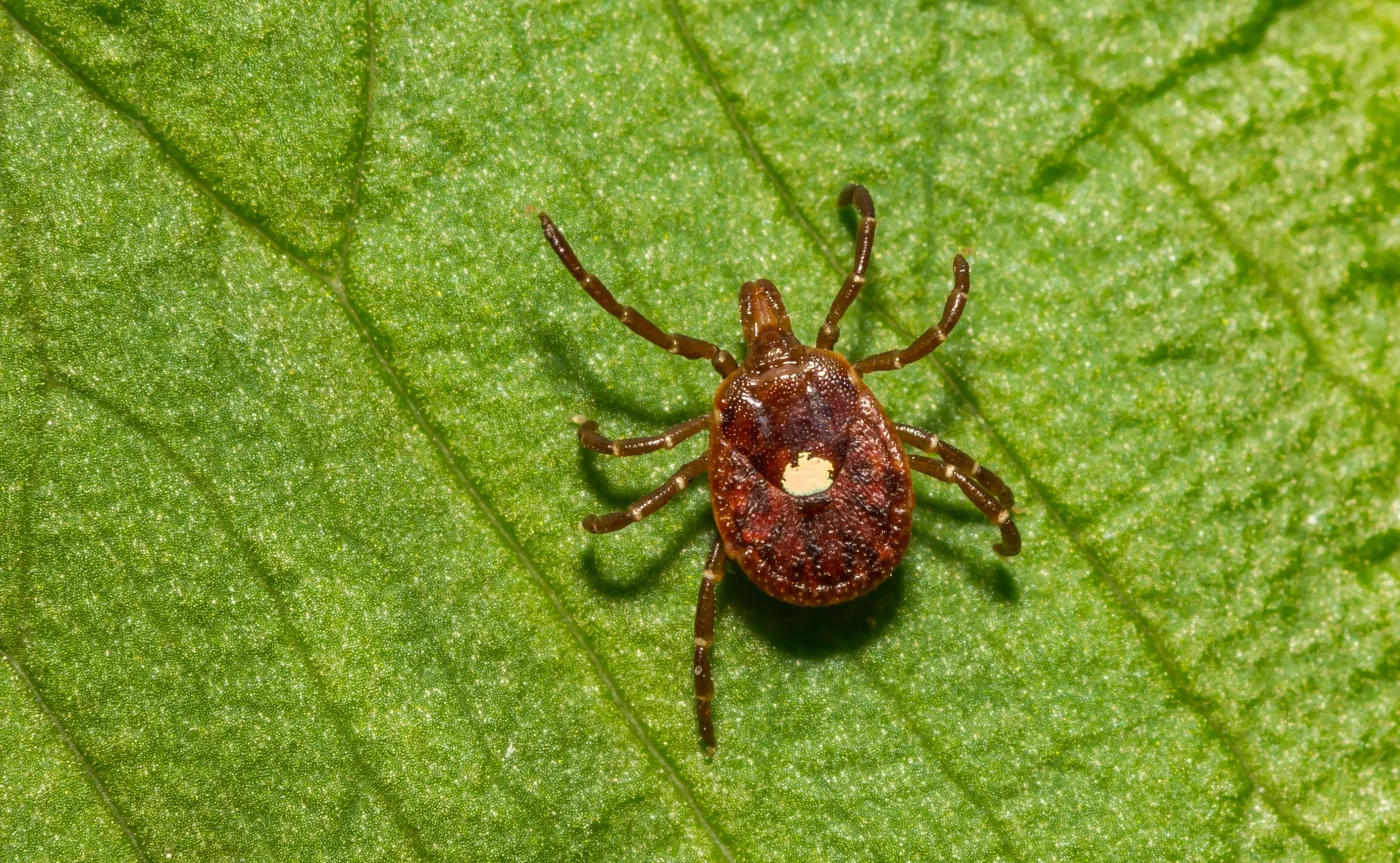 Kleszcz amerykański, Amblyomma americanum