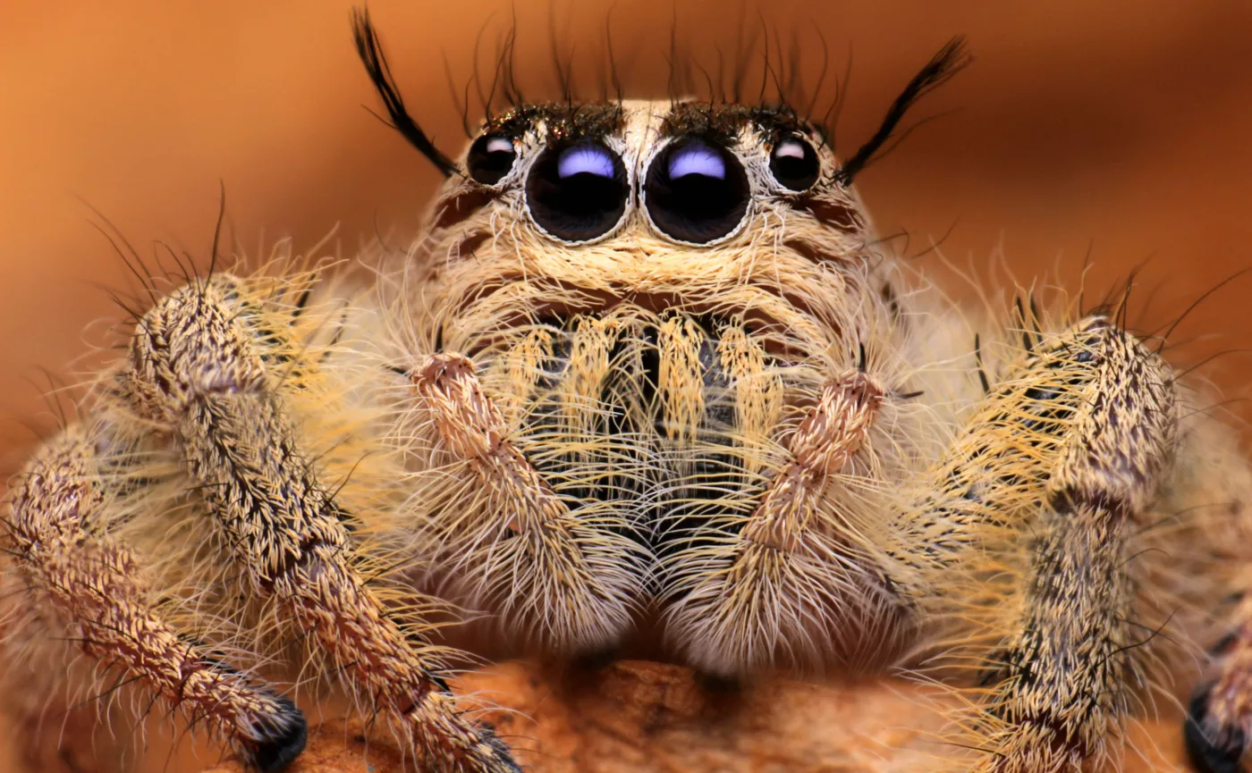 Pająk skakunowaty, Salticidae