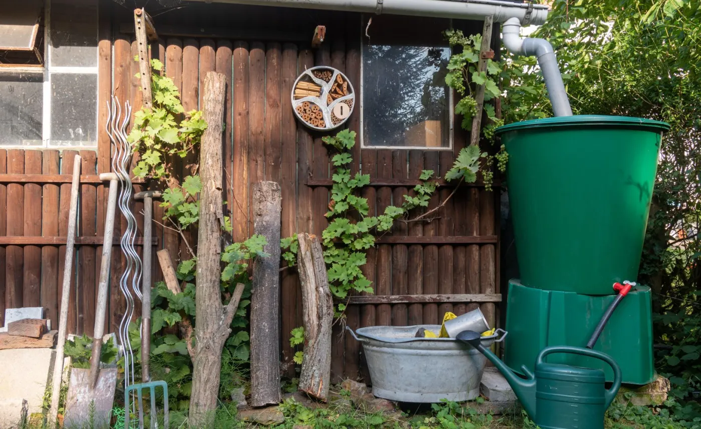 Deszczówka. Czy warto ją zbierać? Jak ją wykorzystać w ogrodzie?