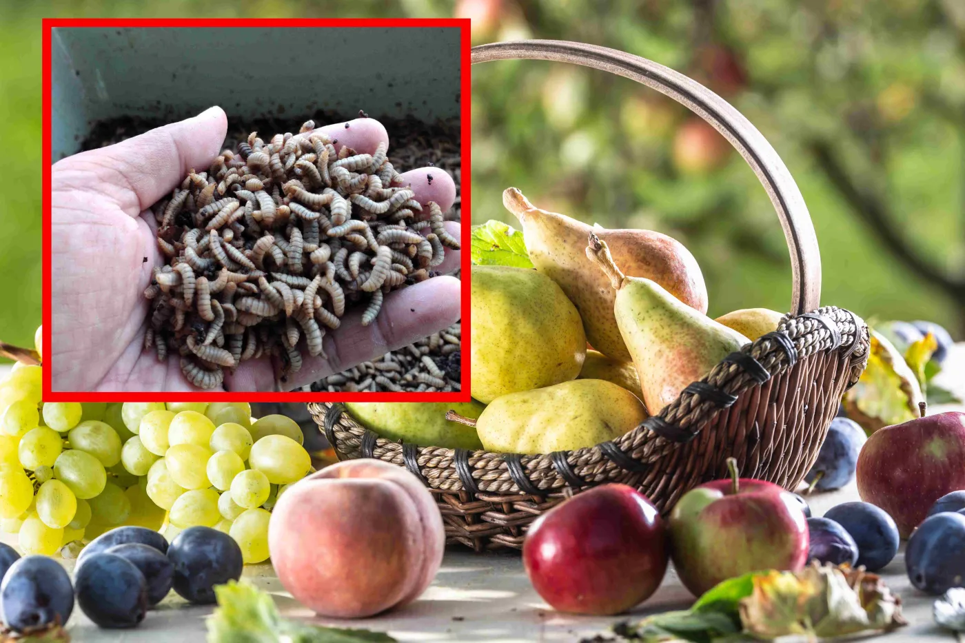Robaki w czereśniach, śliwkach, malinach. Jak usunąć robaki z owoców i co się stanie, gdy zjesz robaczywe owoce?
