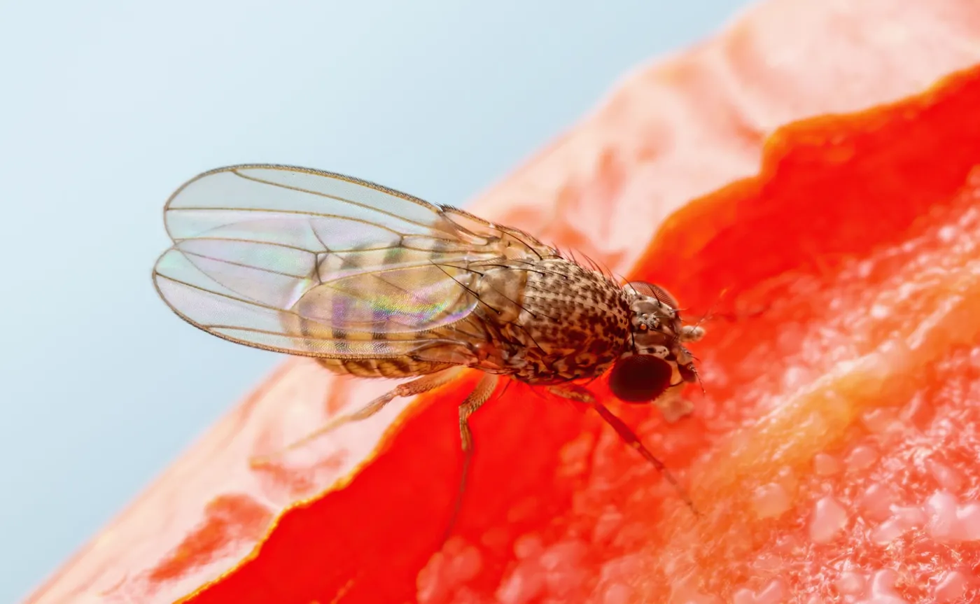 U muszek udało się wymusić rozród bez udziału samca. Co daje nam tam obserwacja?