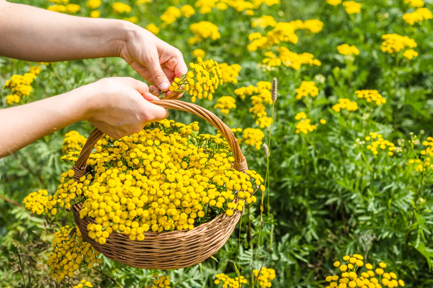Wrotycz pospolity Bitter,Button,Or,Tansy.,Fresh,Herbs,Harvest,-,Wild,Herb