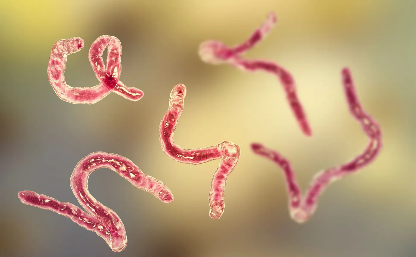 Tęgoryjec, Ancylostoma duodenale