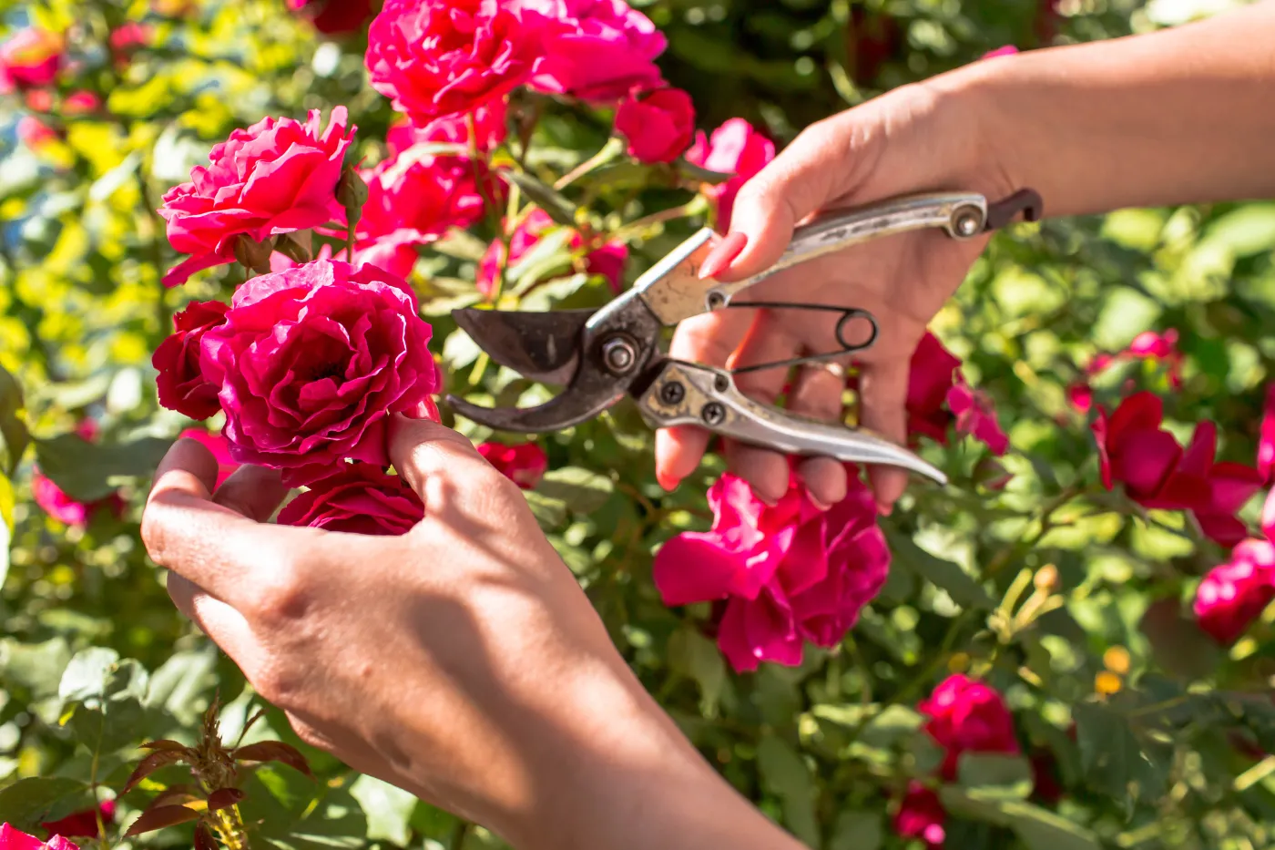Róże. Jak o nie dbać na wiosnę? 