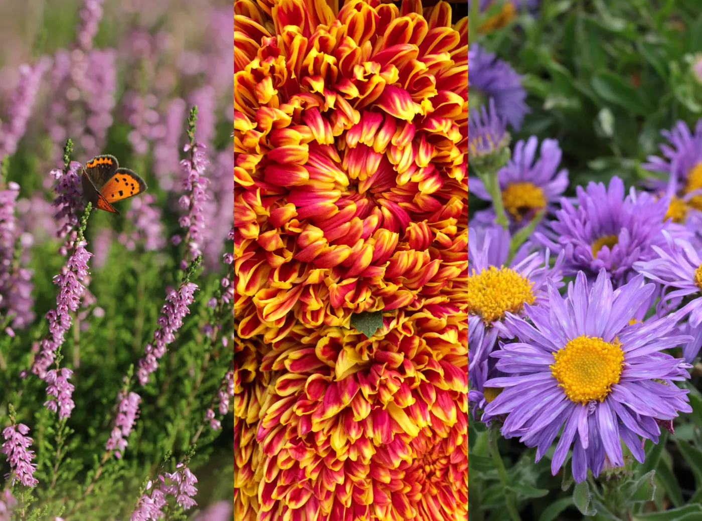 Najpiękniejsze kwiaty jesieni. Mogą zachwycać aż do przymrozków [ZDJĘCIA]