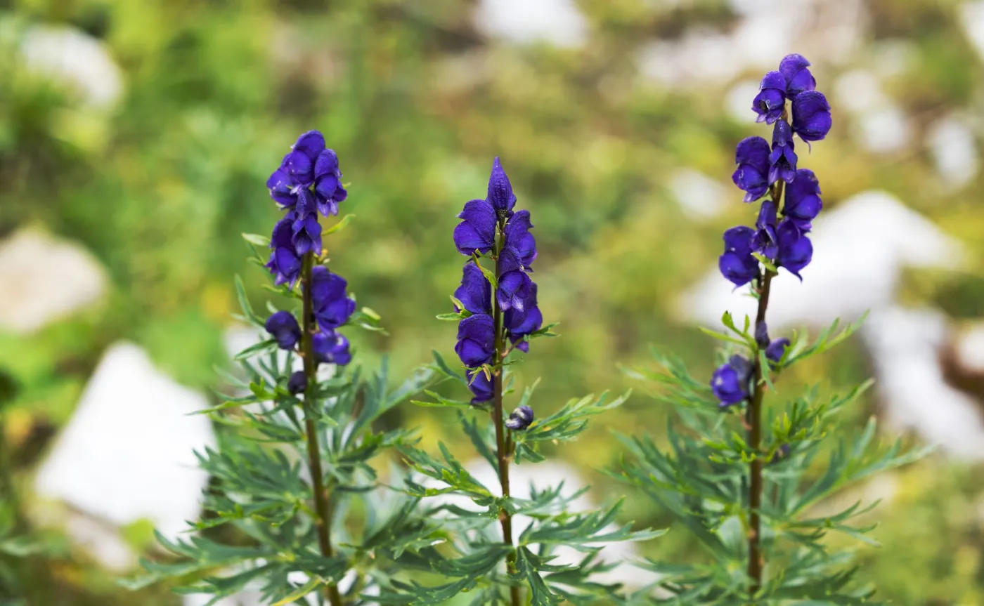 Tojad, Aconitum L.