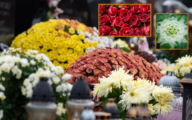 Największa konkurentka chryzantemy. Florystka radzi, czym udekorować grób