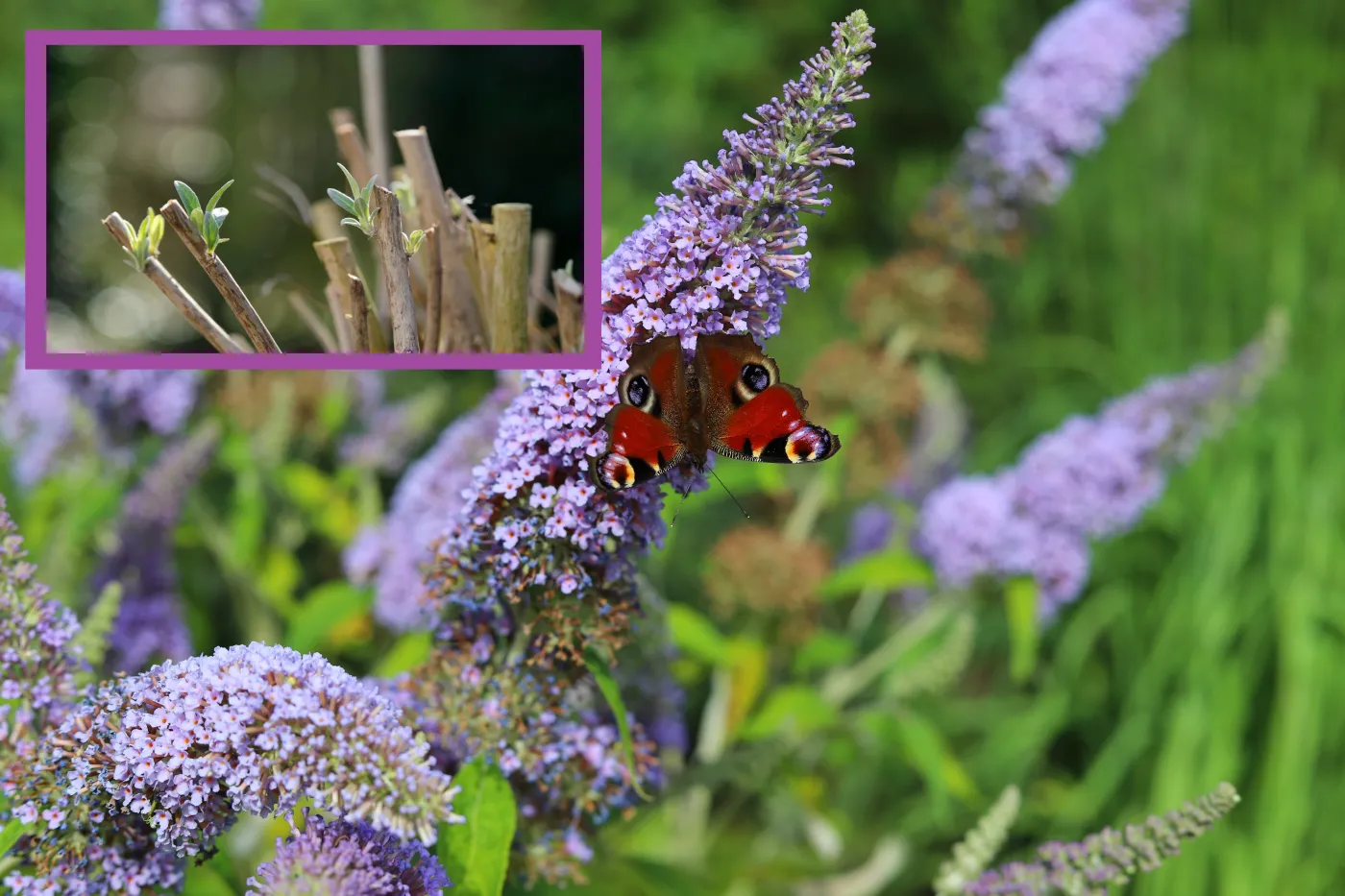 Jak przygotować budleję do zimy? Uważaj, ten jeden zabieg może zniszczyć krzew