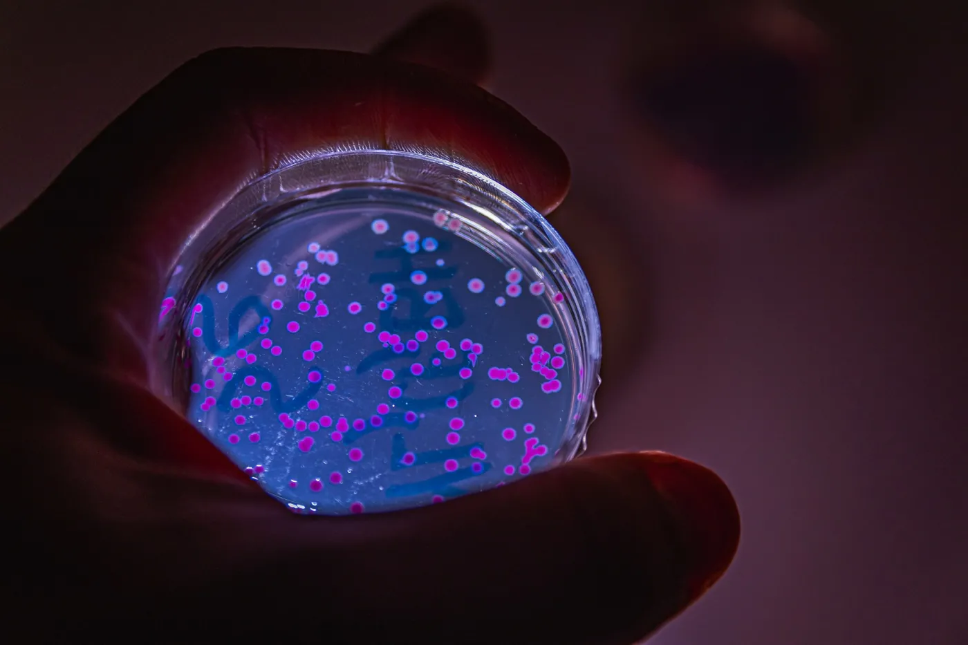 Niezwykłe odkrycie naukowców. Bakterie mogą przechowywać wspomnienia