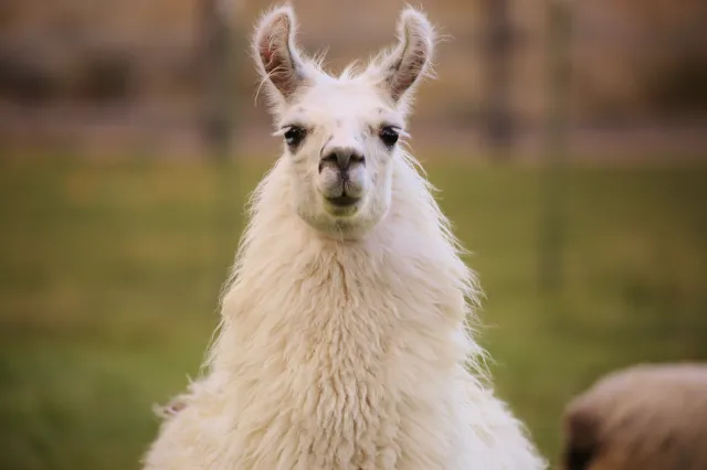 Lamy i alpaki pomogą w walce z koronawirusem? NAJNOWSZE BADANIA
