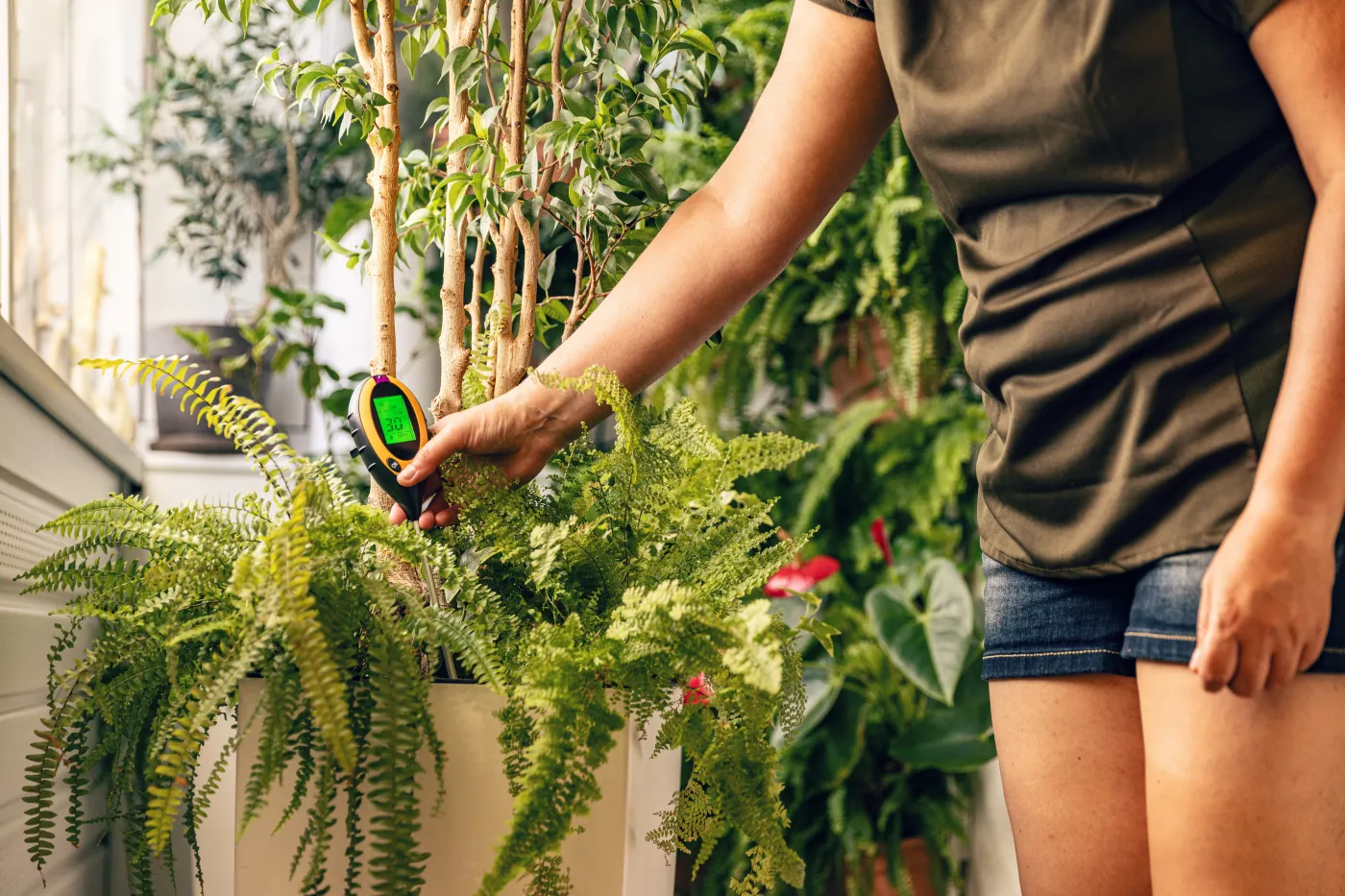 Jak sprawdzić pH gleby? Zobacz, jakie jest dobre dla popularnych roślin doniczkowych