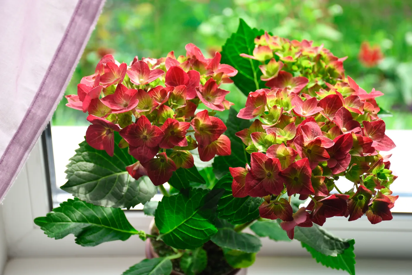 Jak zadbać o hortensję zimą? Oto kilka ważnych rad