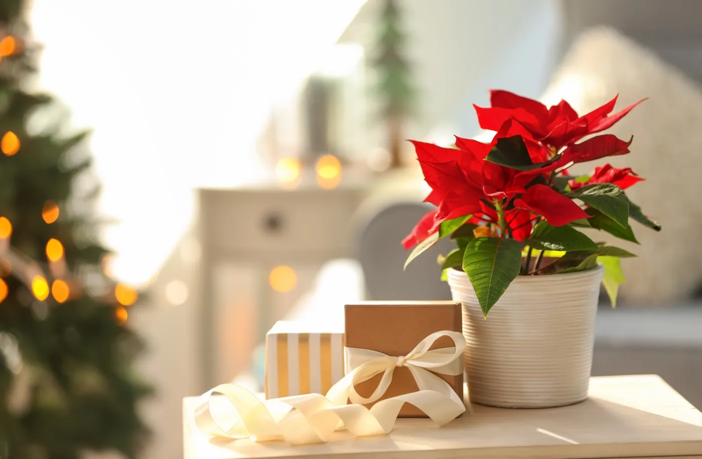 Gwiazda betlejemska. Jak o nią dbać, by pięknie rosła nie tylko w święta?