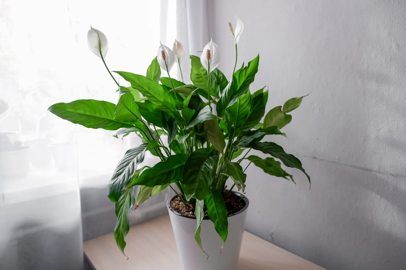 Dlaczego skrzydłokwiat nie kwitnie? Zrób to, a roślina obsypie się kwiatami