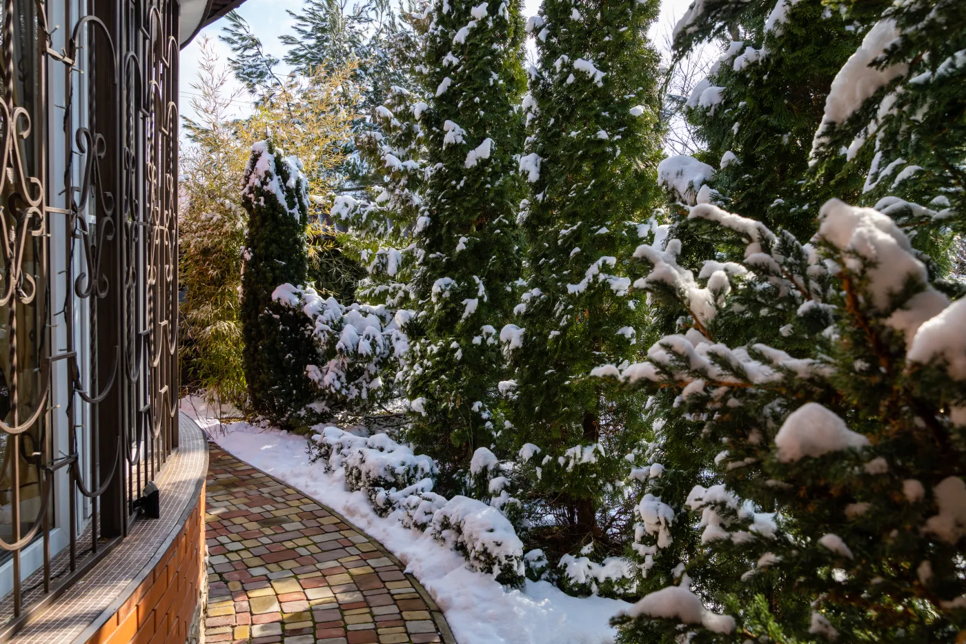 Żywopłot zimozielony? Nie tylko iglaki. Te rośliny świetnie sobie poradzą z mrozem i śniegiem