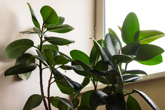 Fikus sprężysty choruje? Pomóż mu szybko wyzdrowieć