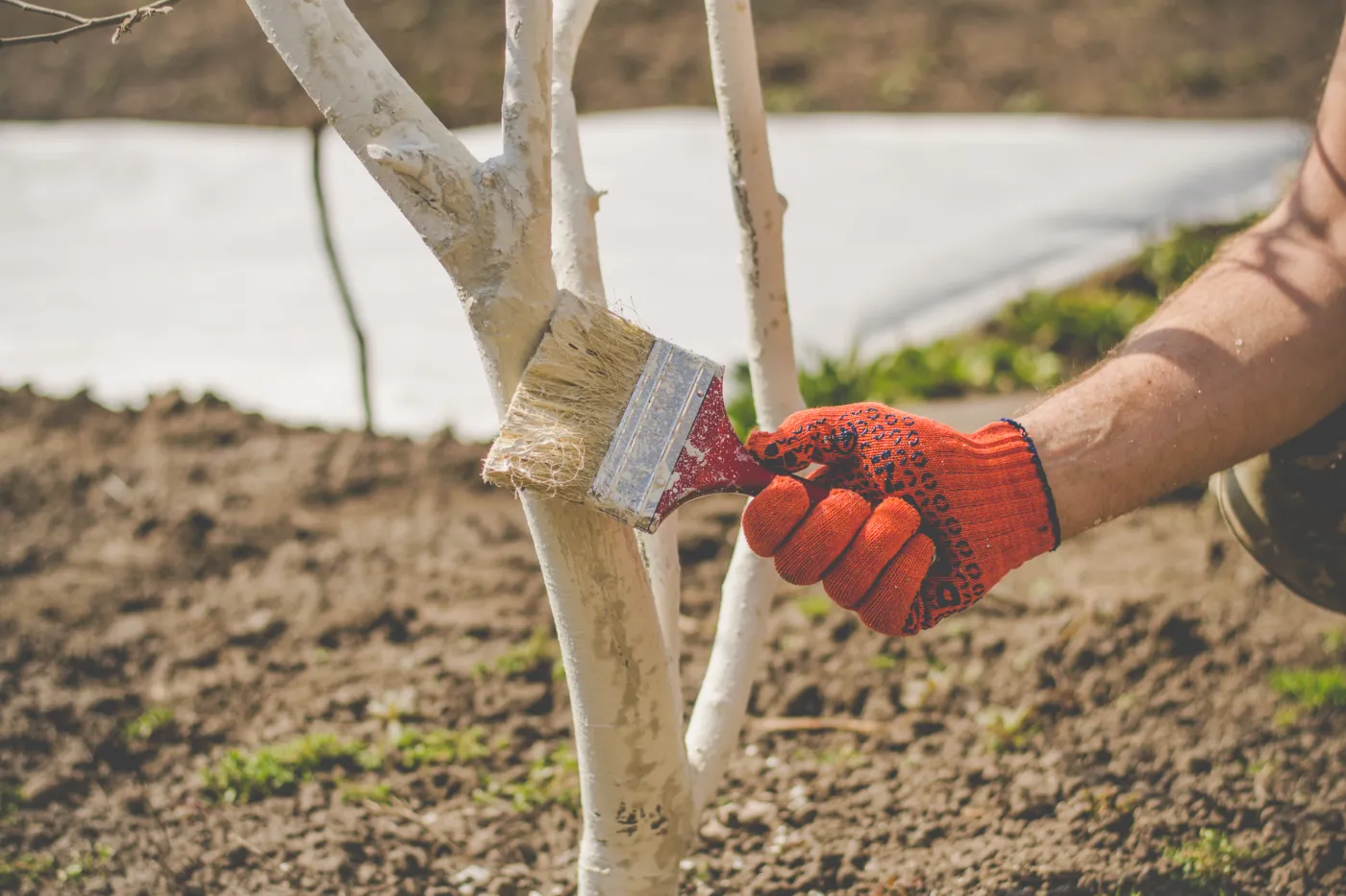 To ostatni moment na bielenie drzew. Jak wykonać je prawidłowo?