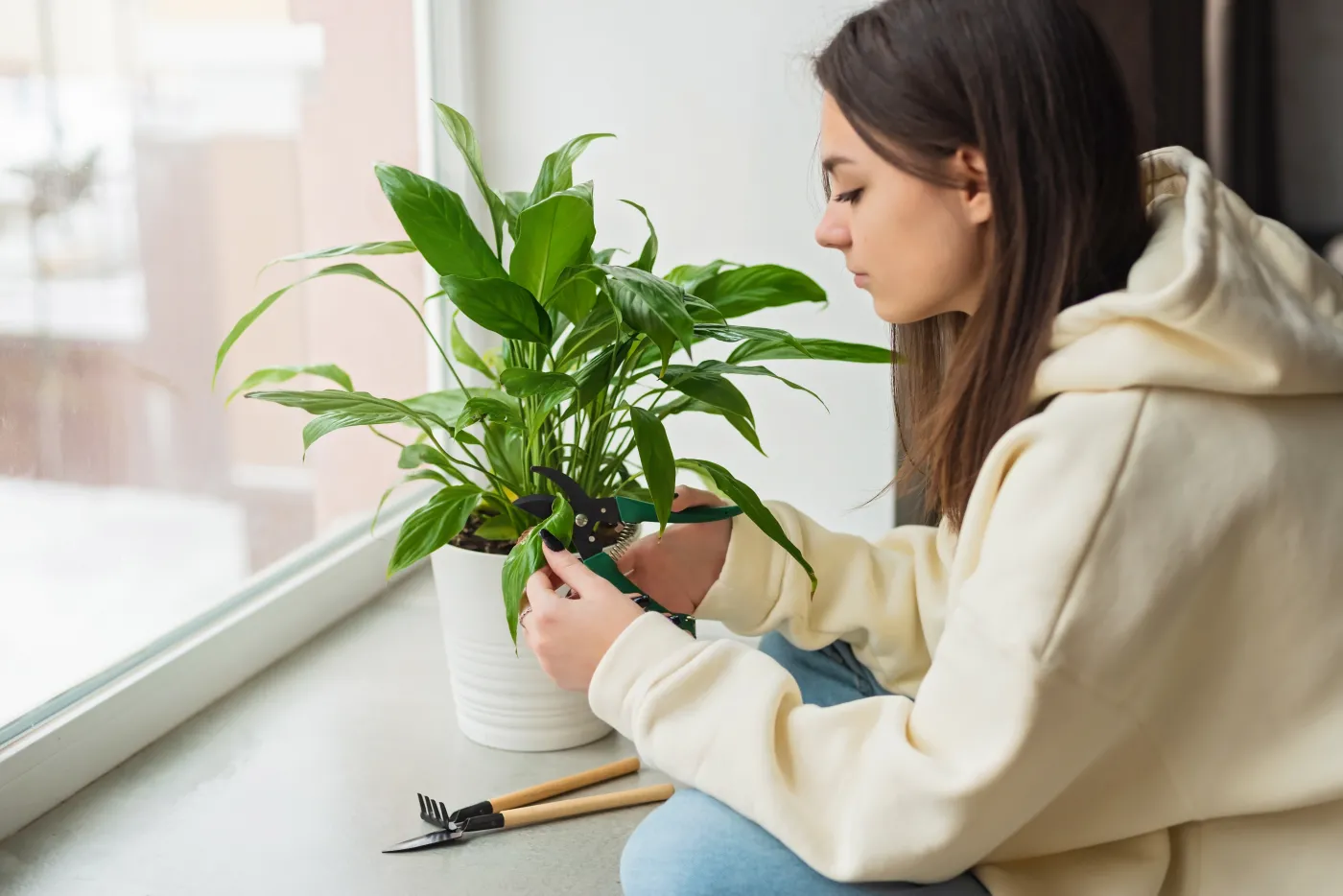 Co robić, gdy skrzydłokwiatowi żółkną liście? Przepis na domową odżywkę