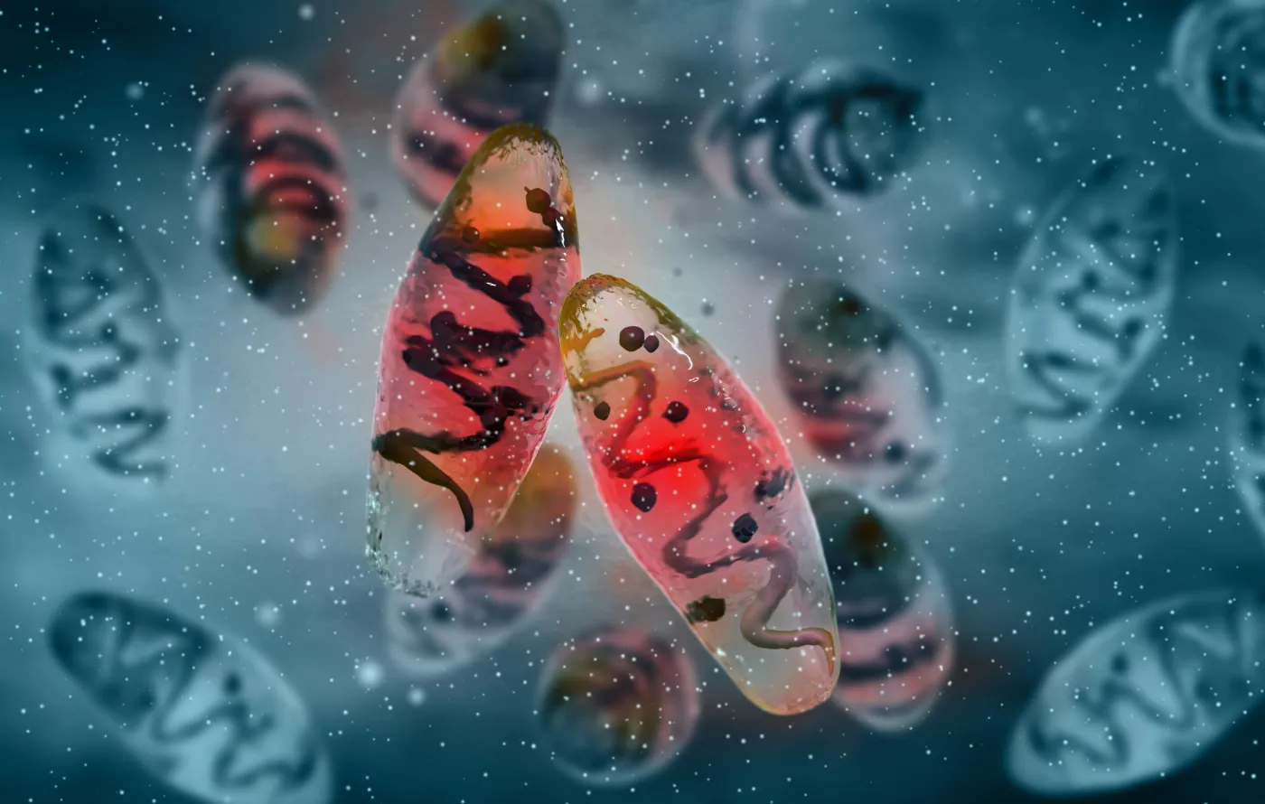 Dżuma wraca? Pierwszy przypadek w tym regionie od lat