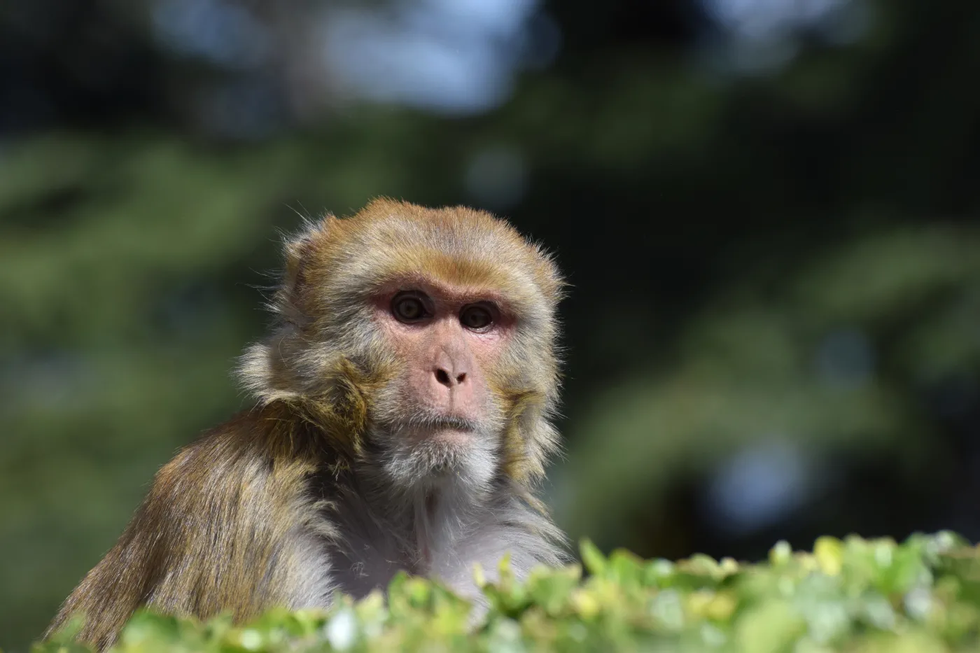 Epidemia "małpiej gorączki" w Azji. Zmarły dwie osoby