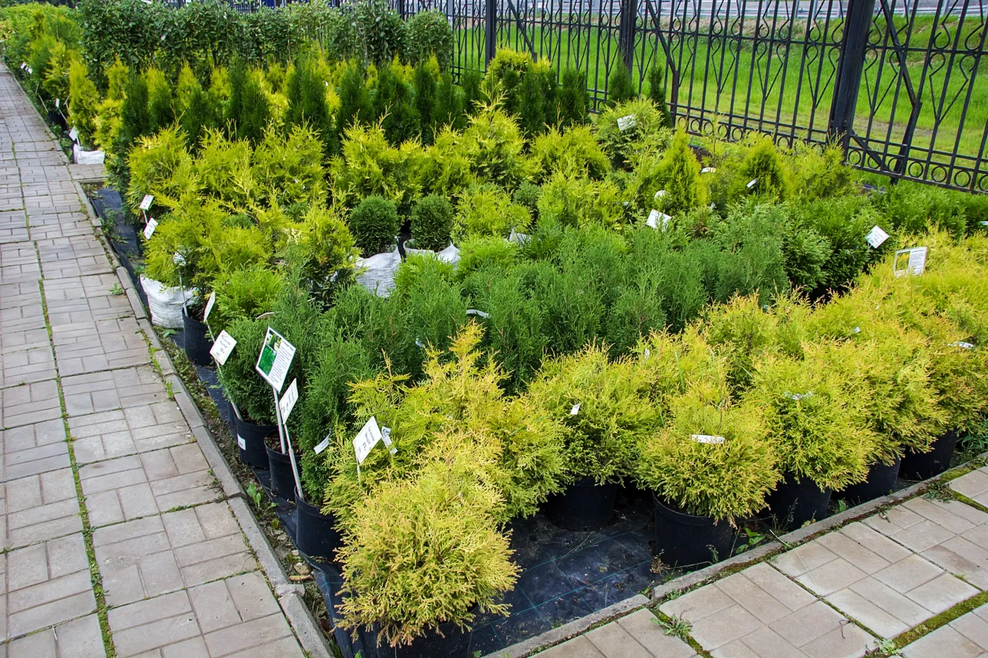 Rozsyp pod tujami jeszcze w lutym. Roślina będzie zdrowa i nie straci zielonego koloru