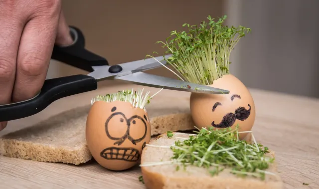 Kiedy najlepiej wysiać rzeżuchę, by urosła na Wielkanoc? Oto najlepszy termin