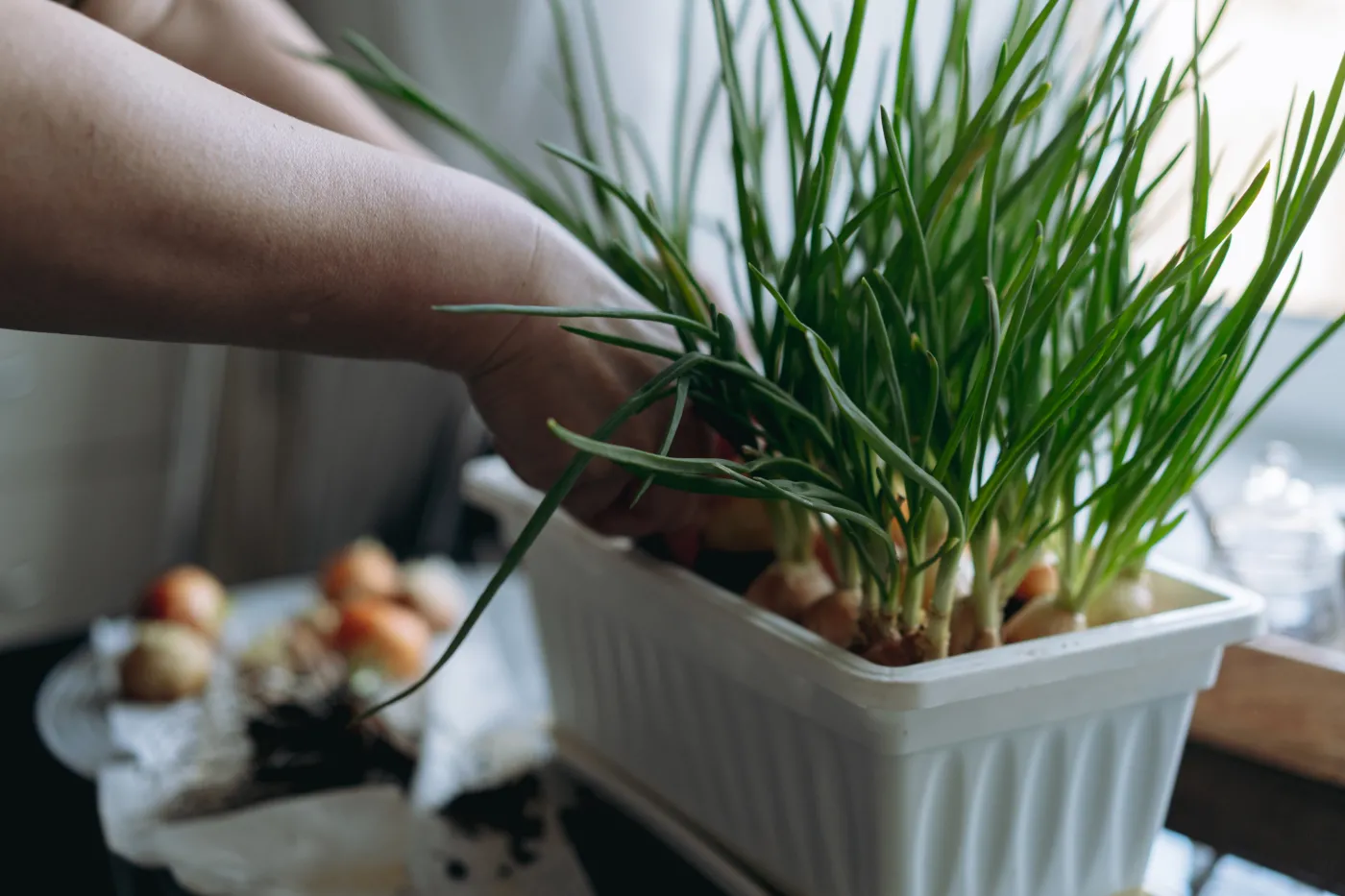 Sadzenie cebuli dymki: Kiedy i jak to robić? Termin tuż tuż