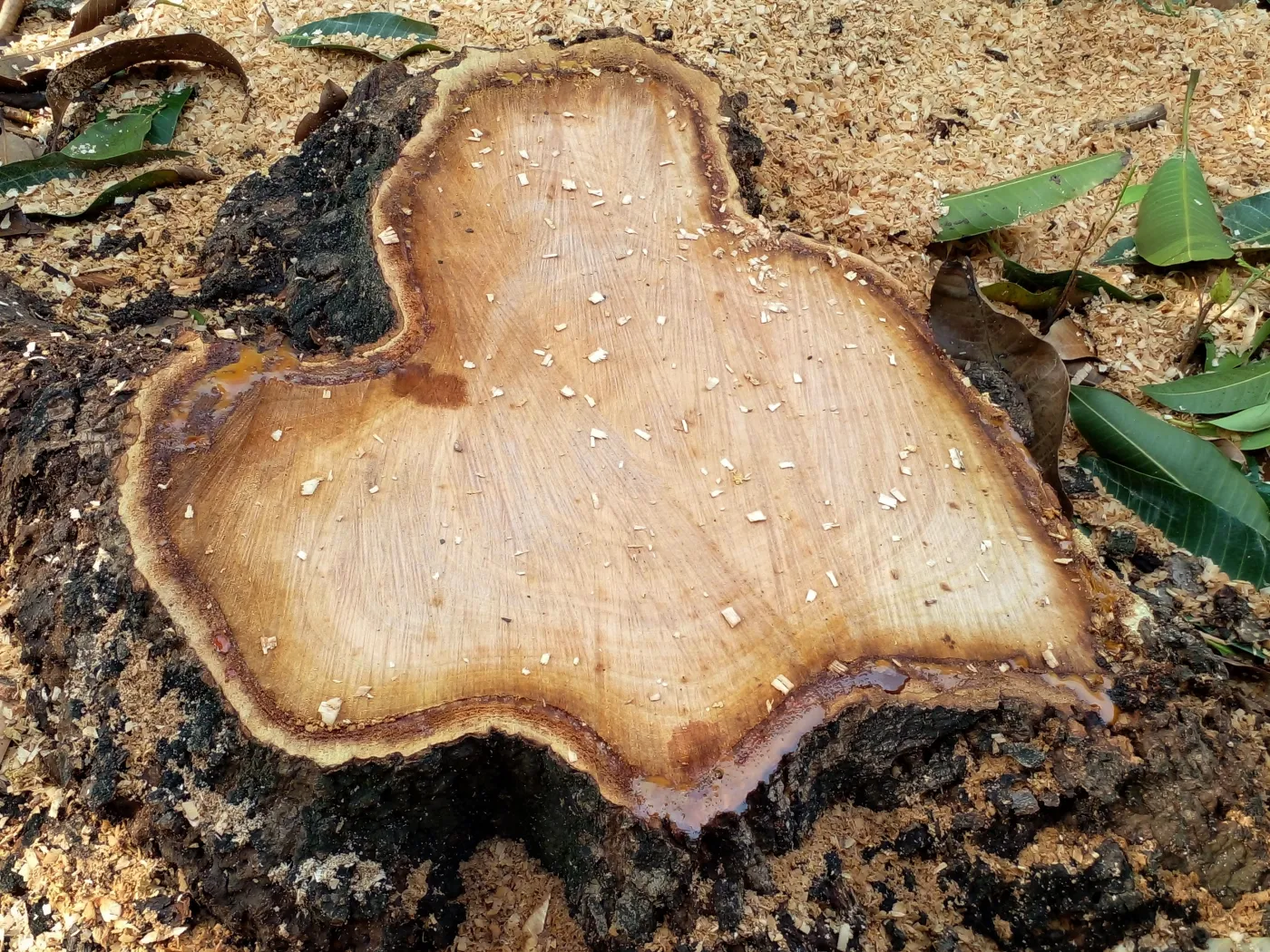Jak usunąć pień bez rozkopywania ogródka? Nawierć kilka otworów i wsyp do środka