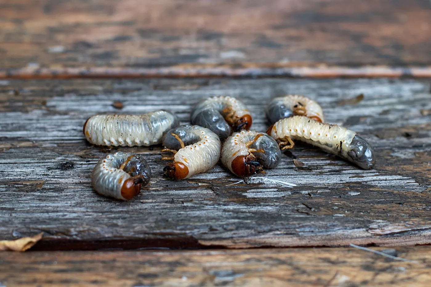 Sieją spustoszenie w ogrodach Polaków. Zastosuj ten trik, a nie będą miały szans