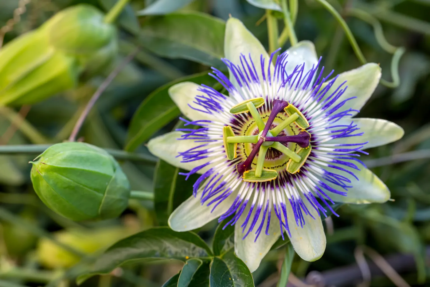 Męczennica (passiflora), czyli kwiat Męki Pańskiej. Oryginalna roślina nie tylko na Wielkanoc