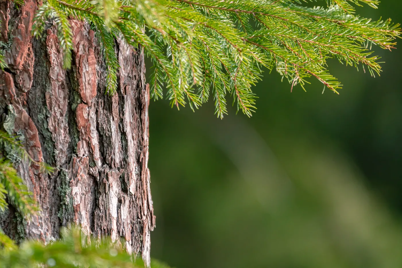 świerk sosna drzewo kora pień las Pine,Tree,Trunk,Bark,With,Spruce,Tree,Twigs,In,Front