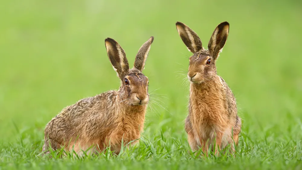Two,Brown,Hares,,Lepus,Europaeus,,Sitting,In,Green,Grass,On