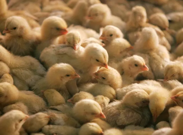 Wirus ptasiej grypy wykryty u człowieka. "Granice międzygatunkowe przekroczone"