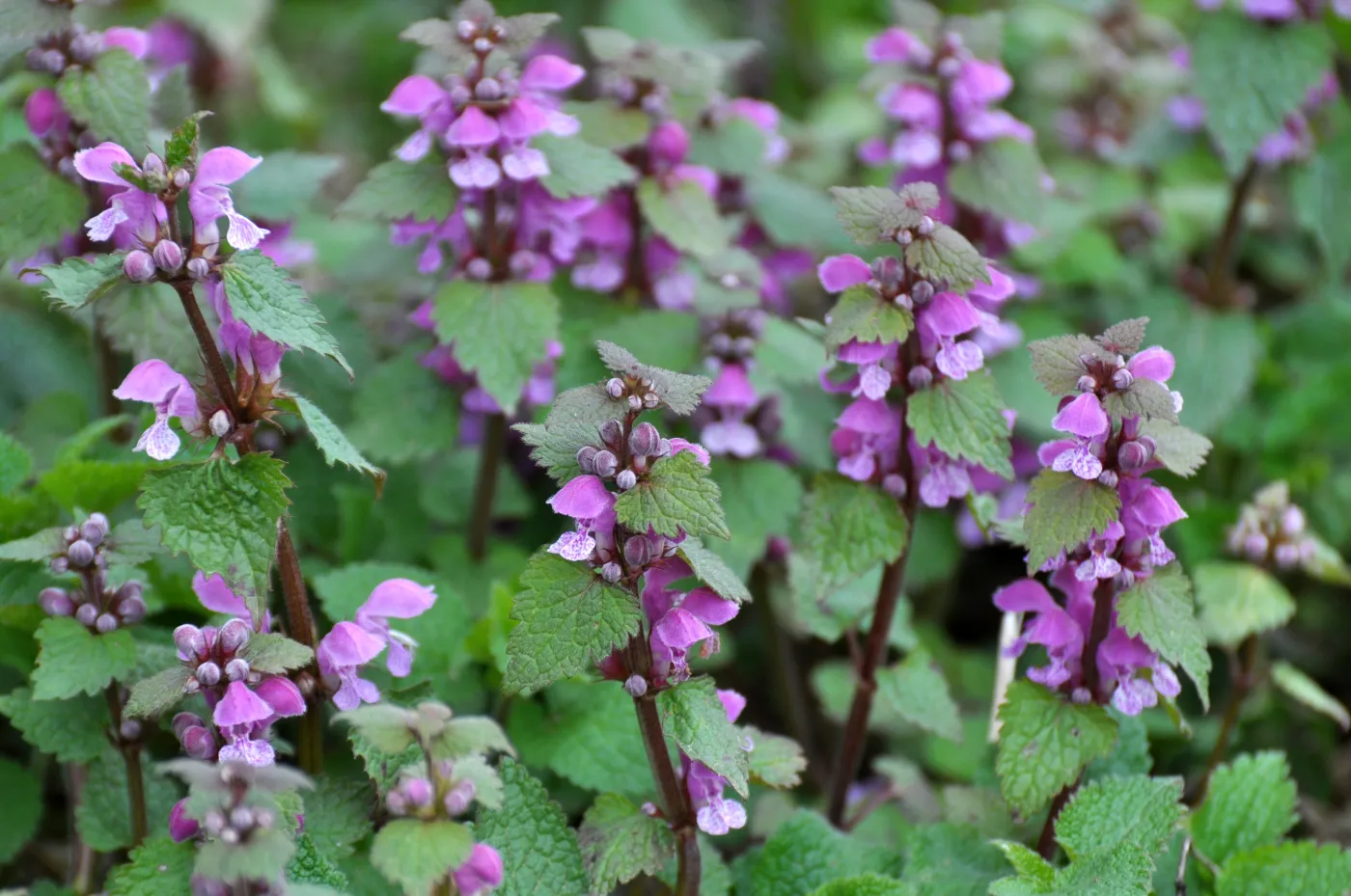 Poszukiwana przez zielarzy, zwalczana przez ogrodników. Zrób z niej napar, a pomoże na nerwy