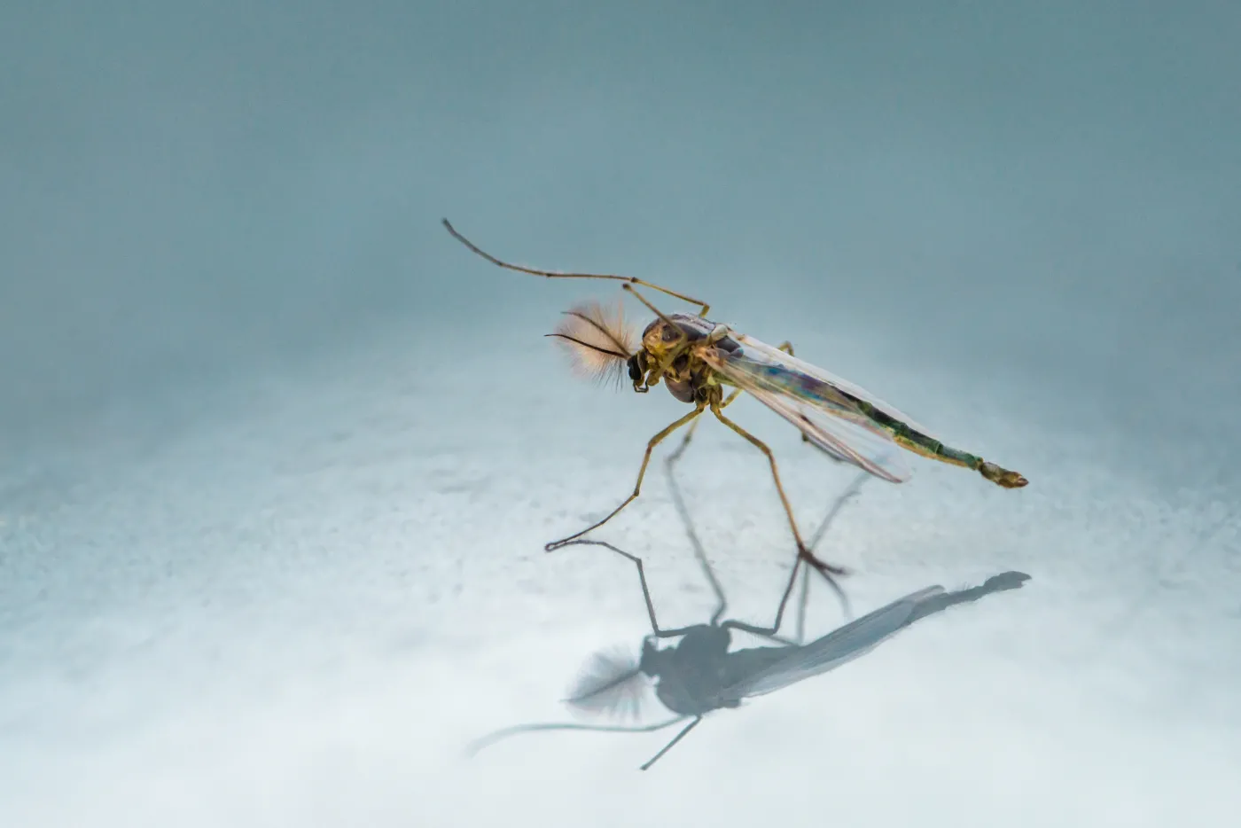 Wyglądem i trybem życia przypominają komary. Potrafią być równie uciążliwe