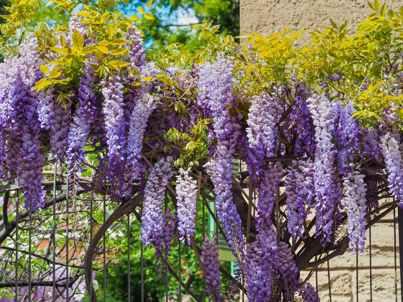 To jedno z najpiękniejszych pnączy do ogrodu. W maju rozkwita kiściami kwiatów