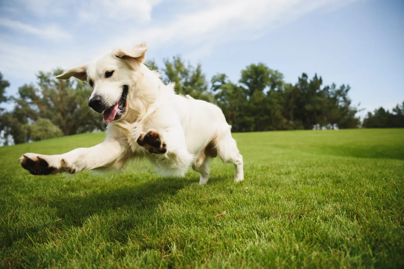 Golden,Retriever, pies, park