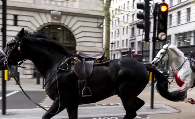 Wojskowe konie uciekły z ćwiczeń i biegały po centrum Londynu